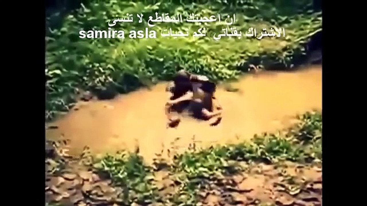 Giant Anaconda attacks Peoples