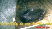 Red Panda giving birth ALIVE ☆ Animals Giving Birth