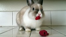 Lapin qui mange une Framboises