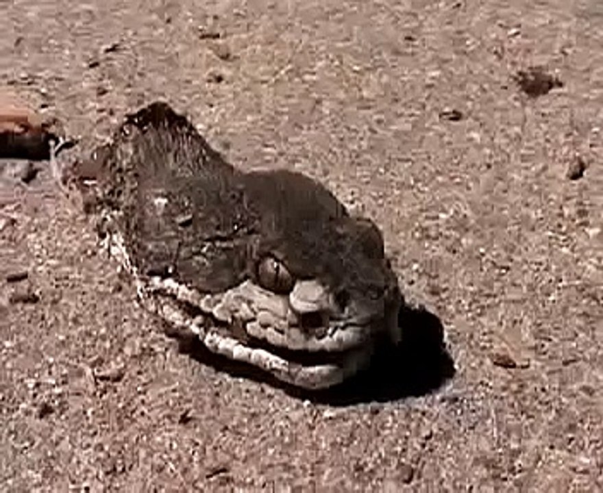 Animal Attack Episode 07 White Shark Attacks a Woman flv