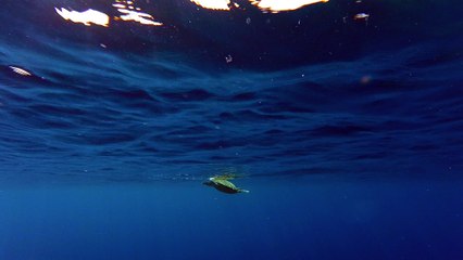 Rencontre avec une tortue à Meno Wall (Gili Lombok) 