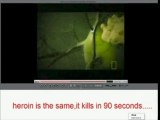 Heroin reaches brain in 7 seconds and kills in 90 seconds