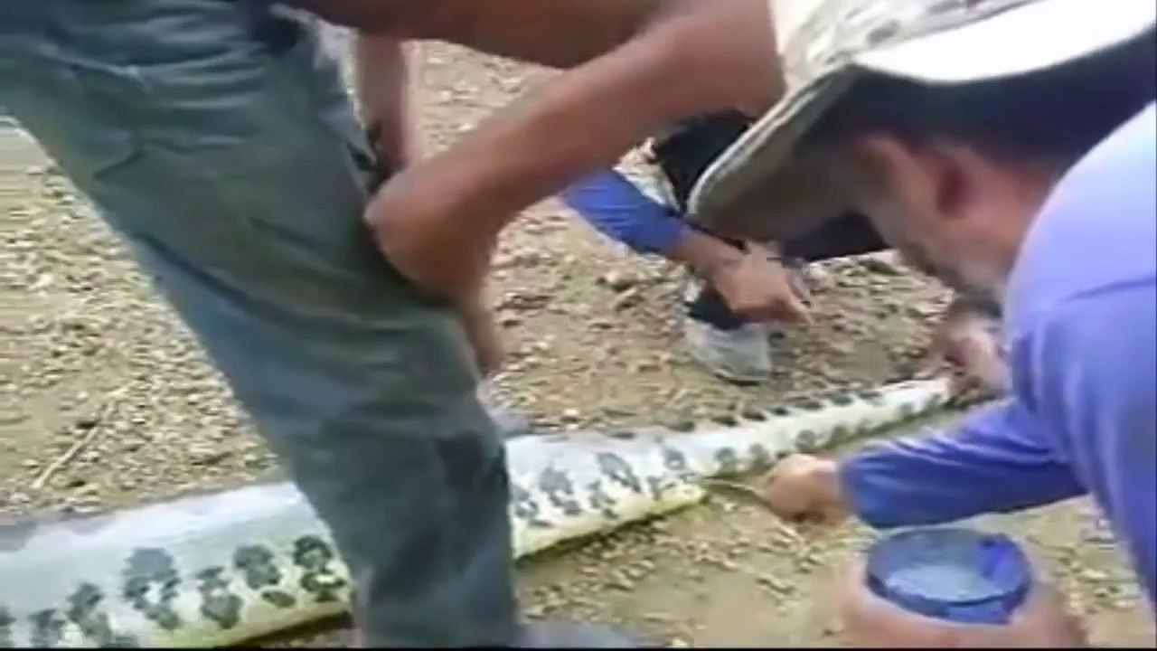 Guess Whats Inside This Snake