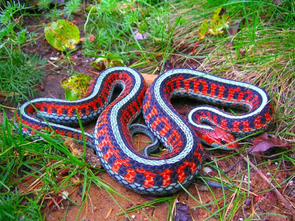 10 Transgendered and Multi-Gendered Animals