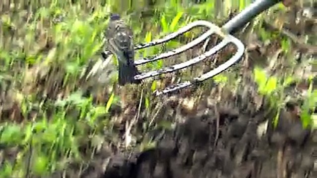 Il aide un oiseau à trouver des vers de terre en creusant avec sa fourche dans le sol hahaha