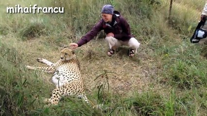 Lions, Tigers And Cheetahs Also Like Cuddling - Big Cats Compilation