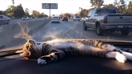 Cat Rests on Car Dashboard