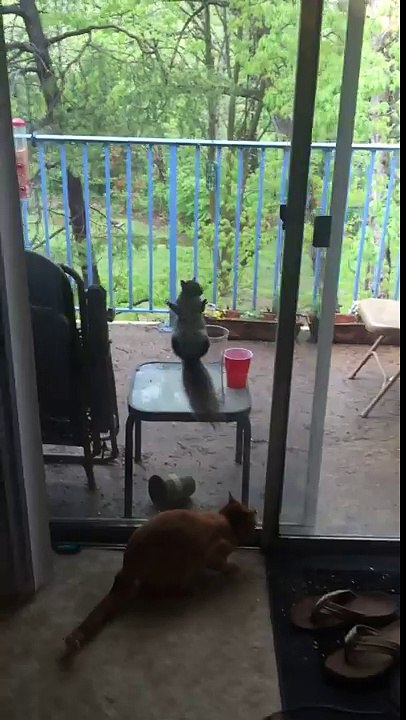 Cat and Squirrel