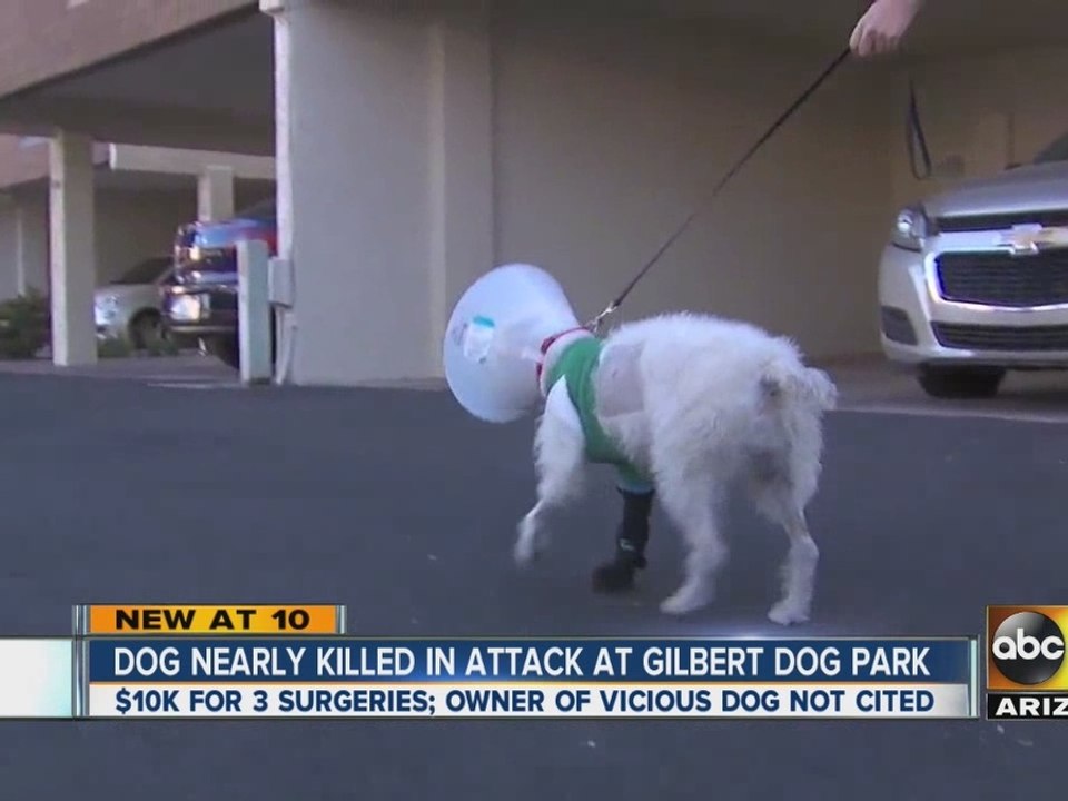 Woman says her dog nearly killed in attack at Gilbert dog park