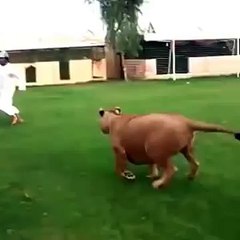 Funny!! Lion chases Arab guy
