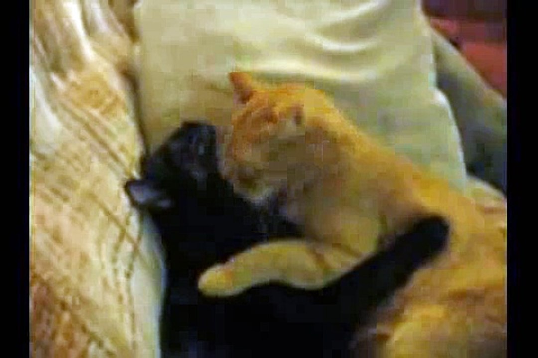 Cat's ON love