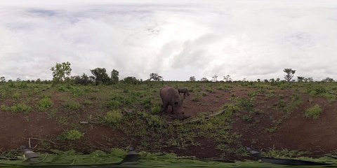 360 Video of Rhinos, Film trip to Zambia  - Photos of Africa