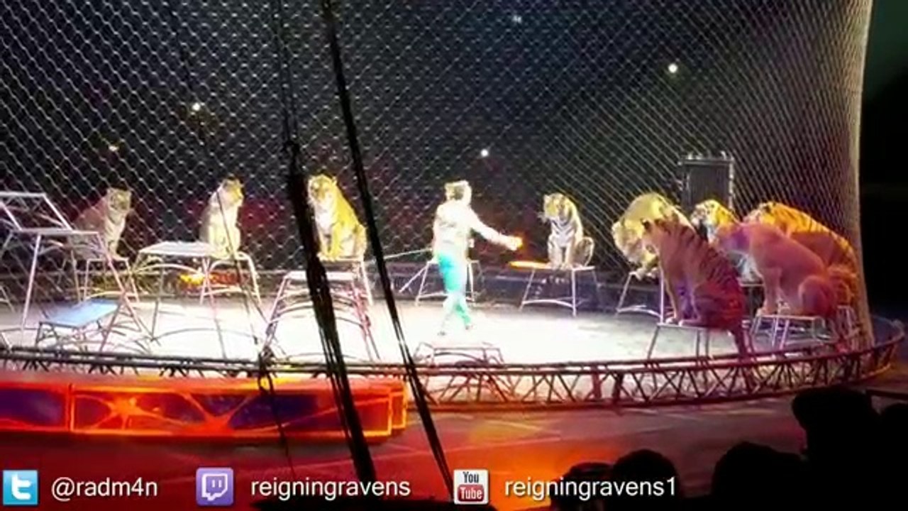 Lions and Tigers!   Amazing Circus Video