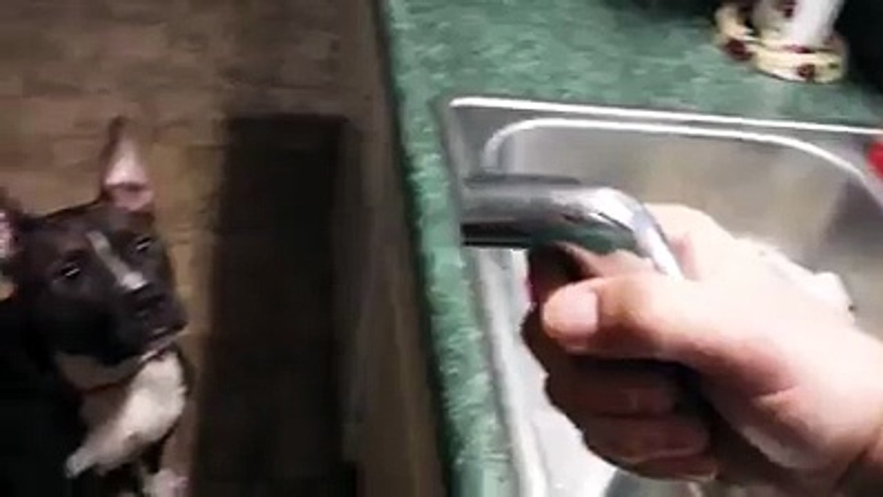 This Pup Loves Nothing More Than Drinking Water From The Faucet