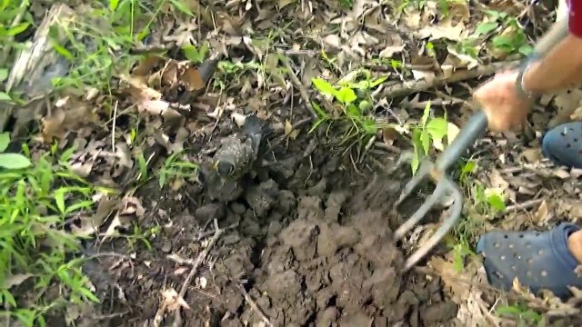 Un homme aide un merle à trouver des vers de terre