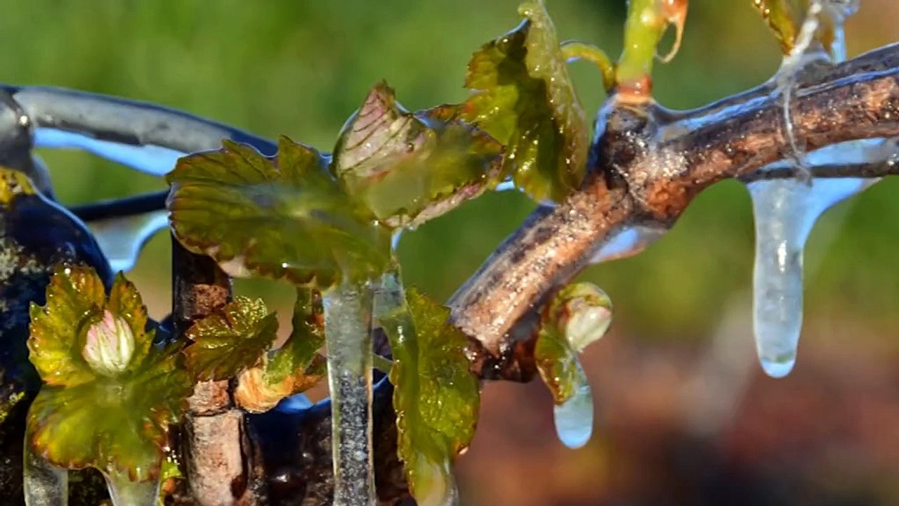 Vignes: comment lutter contre le gel