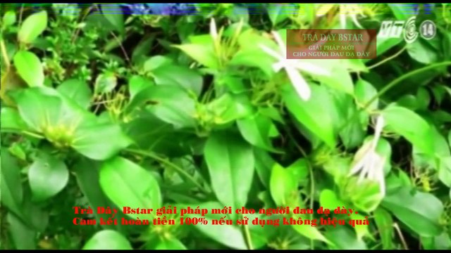 Bệnh Viêm Loét Dạ Dày Tá Tràng và Cách Trị Tại Nhà Hiệu Quả [trà dây Bstar]