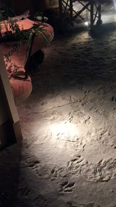 Dinosaur tracks video