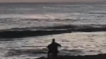 Nesli tükenmekte olan fok balığına saldırdı