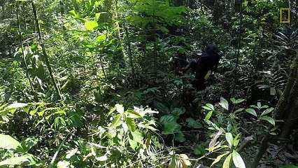 Tracking Tigers Is Just As Dangerous As It Sounds