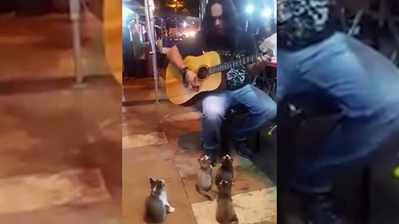 Busker performs for a group of adorable mesmerised kittens