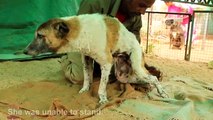 Yamuna, una cucciola paralizzata ed abbandonata, torna ad essere FELICE!