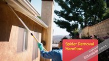 Pest Control Hamilton Ontario | 24 Hour Service