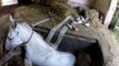 Des pompiers libèrent un cheval coincé dans une grange