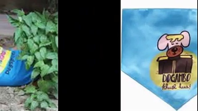 Dog Daycare Encinitas