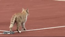 Quand Delbonis s'en prend à un chat sur le court de tennis