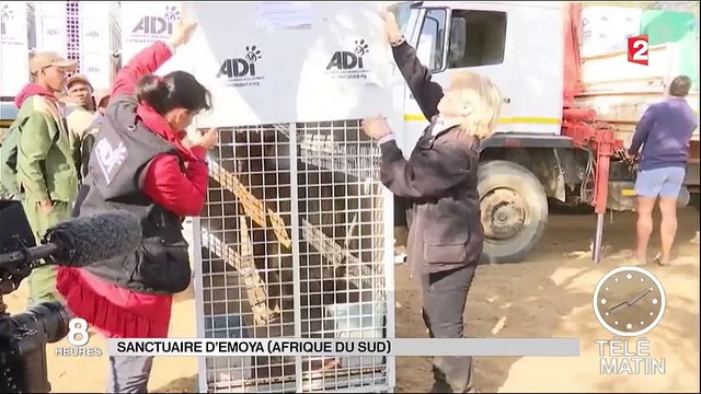33 lions sauvés de la maltraitance des cirques