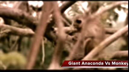 Giant Anaconda Attacks Lion   Python vs Gorilla   Snake vs Monkey Fight
