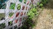 Companion Planting- Pole Beans, Radish, and Marigold