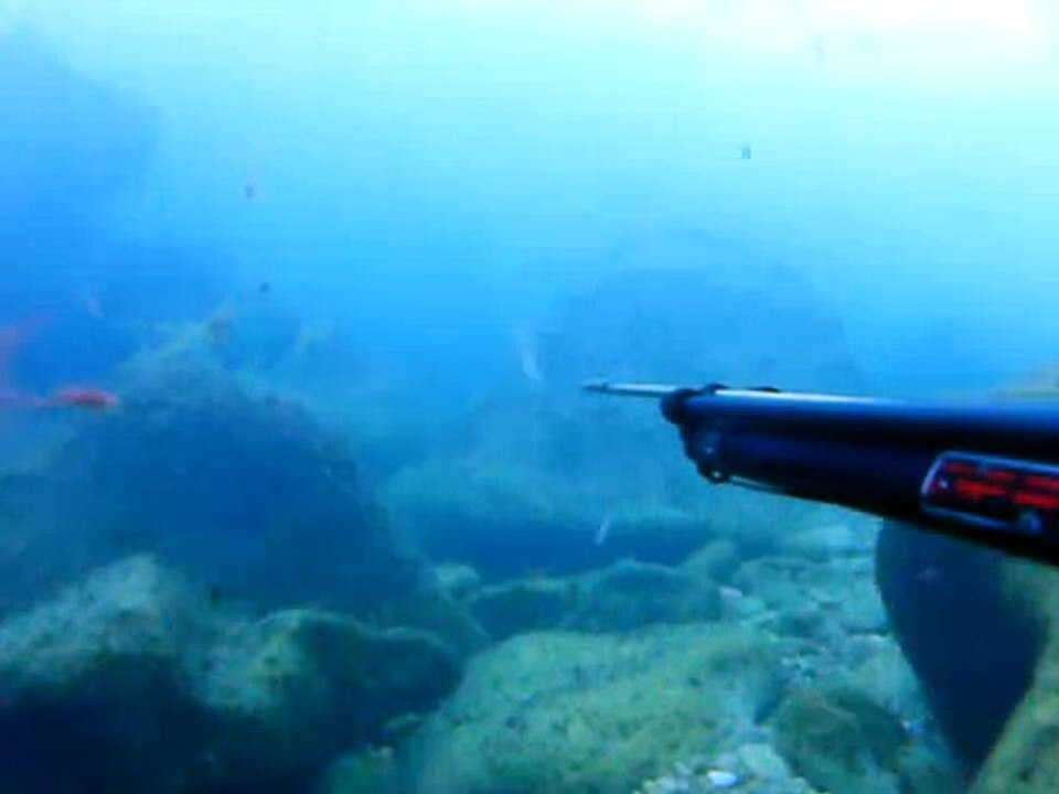 CHASSE SOUS MARINE 29 05 2009 DORADE A L INDIENNE