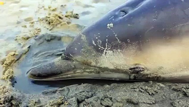 Beau : Des surfeurs sauvent des dauphins échoués sur la plage.
