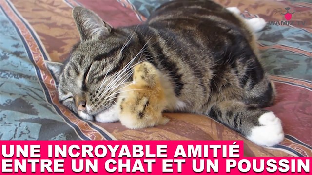 Une incroyable amitié entre un chat et un poussin ! Découvrez-les dans la Minute Chat #207
