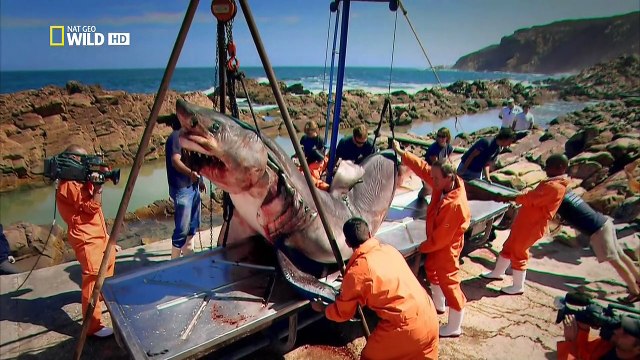 Большая белая акула - Анатомия крупнейших животных / Animal Autopsy / Inside Nature's Giants