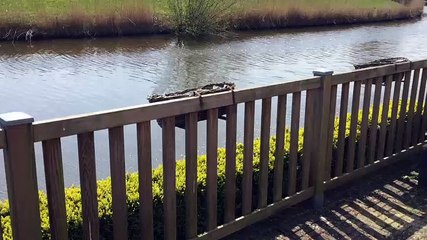 Damsters zien terrassen richting water zakken - RTV Noord