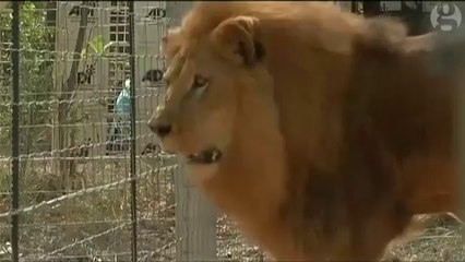 Freed Circus Lions Begin A New Life In South Africa Apr16