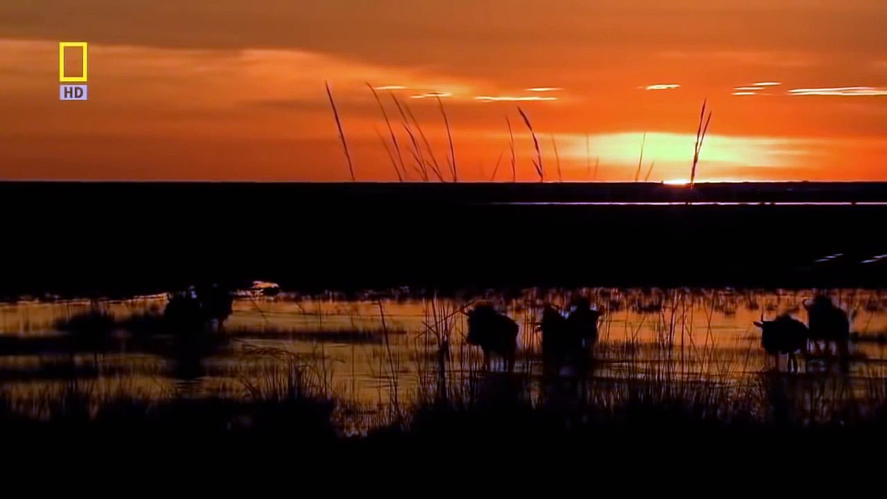 National Geographic   Lion   Animal Planet Documentary   Documentary