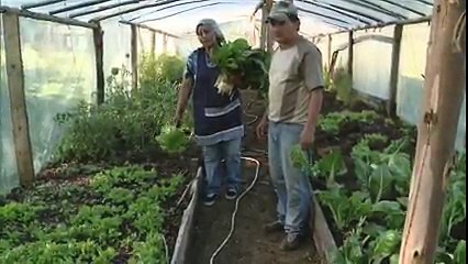 Frutos del Pais C7 COÑARIPE