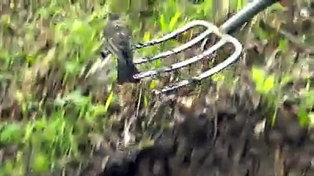 Il aide un oiseau à trouver des vers de terre en creusant av