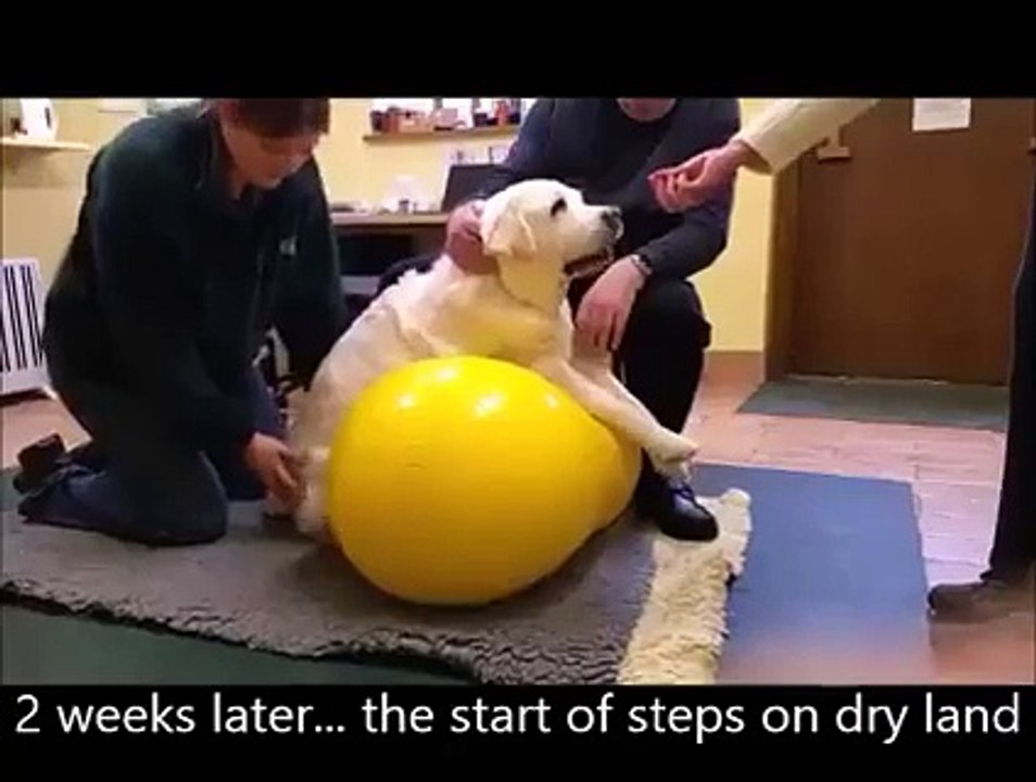 En 8 semaines ce chien paralysé arrive à remarcher - Rééduca