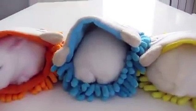 La video ADORABLE du jour 3 petits lapins