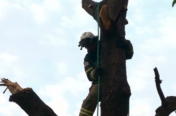 Murió en confuso incidente mientras cortaba un árbol