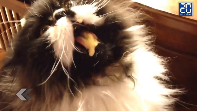 Un chat se prend un brainfreeze ! - Le rewind du lundi 2 mai 2016.