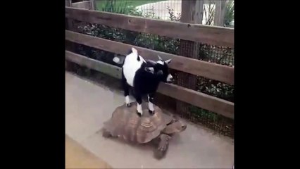 Une chèvre se tape une petite balade sur le dos de la tortue