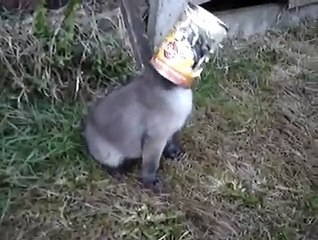 Cet homme va sauver un bébé renard qui a la tête coincée dan
