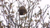 Frelon asiatique : Une grande opération de piégeage (Vendée)