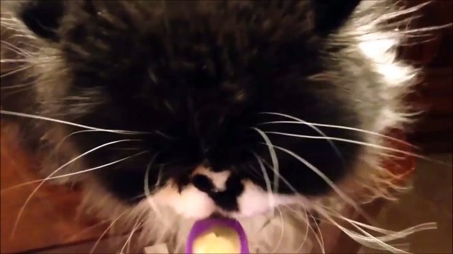 Chat VS glace vanille... Ouille c'est froid